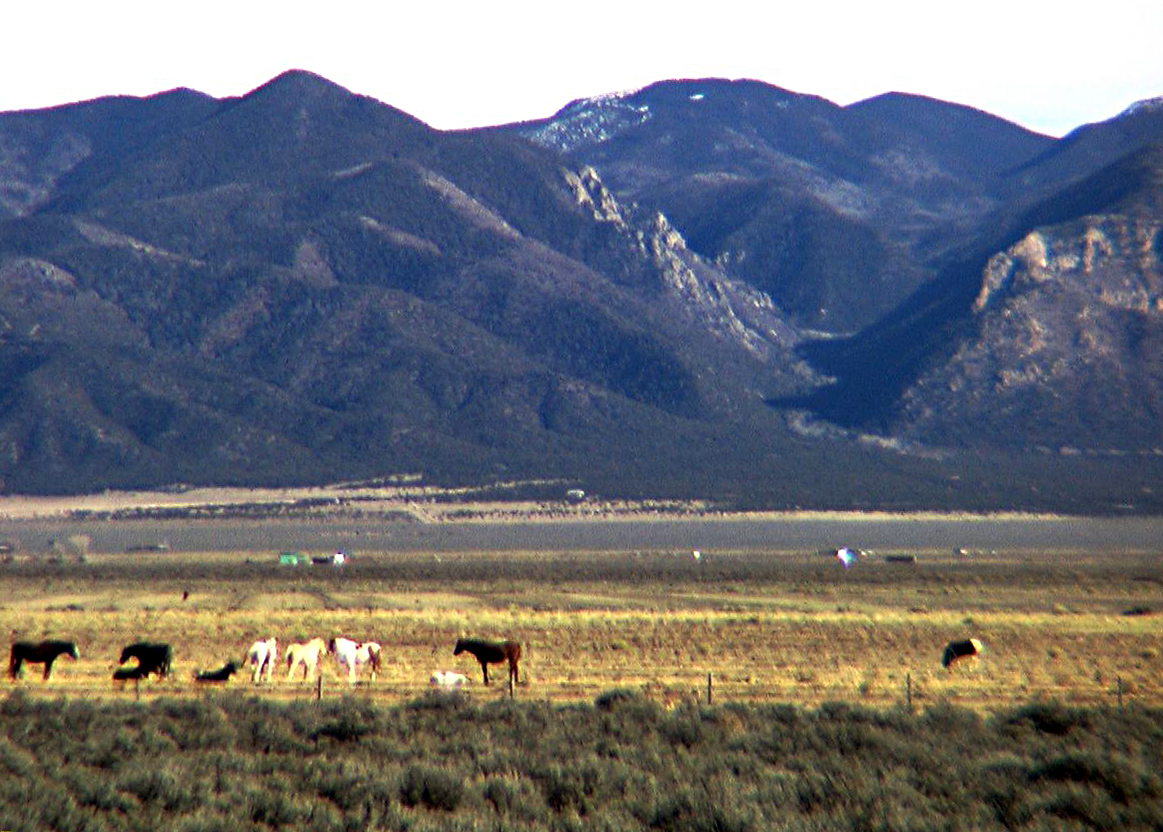 Sunshine Valley, New Mexico. Wild Horses Roam the Mesa!